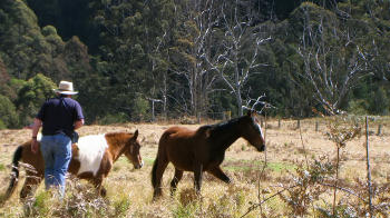 Carrai Mountains - Horses